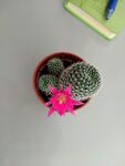 仙人掌