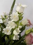 鲜花