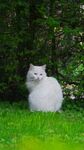 猫咪