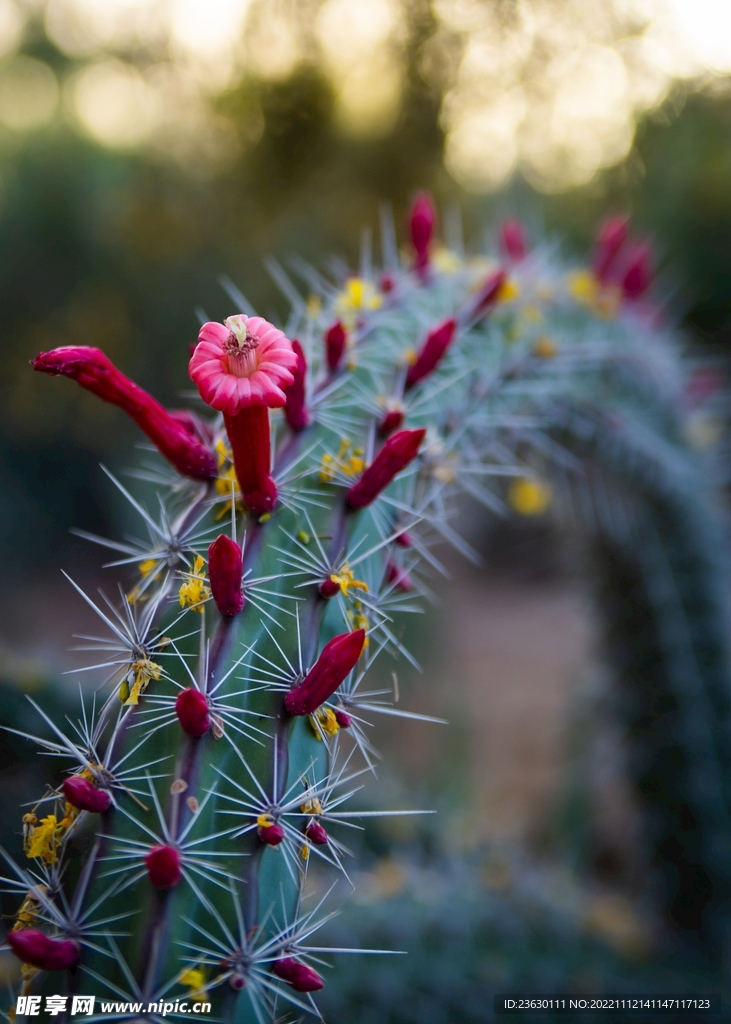 仙人掌花