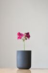 鲜花