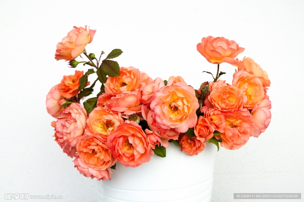 玫瑰花