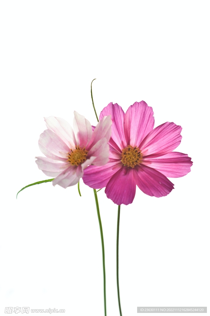 车矢菊
