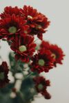 车矢菊