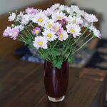小雏菊