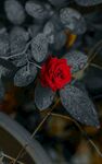 玫瑰花 