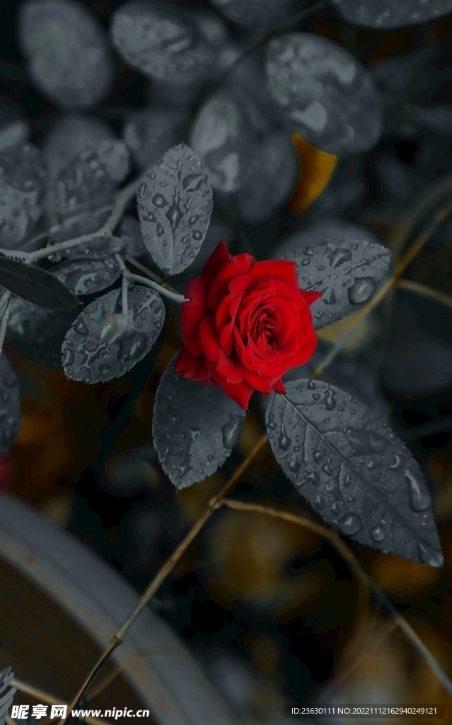 玫瑰花 