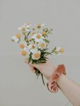 一捧鲜花