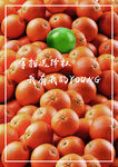 异构作业橘子和柠檬