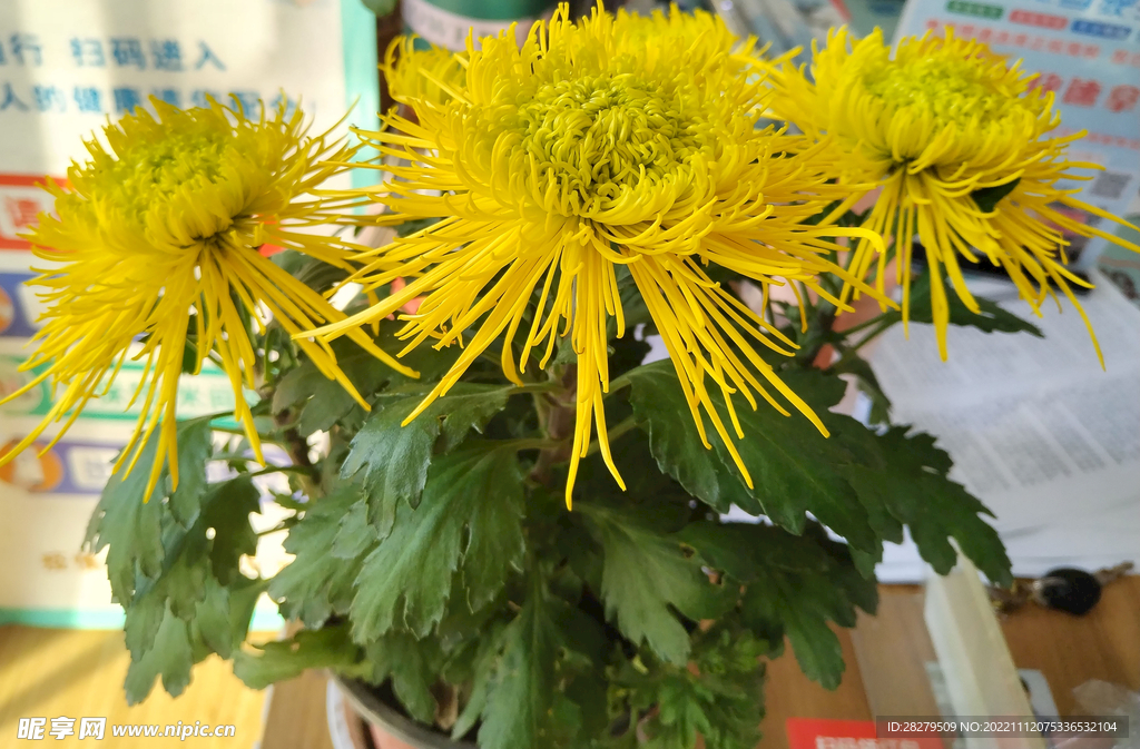 菊花  