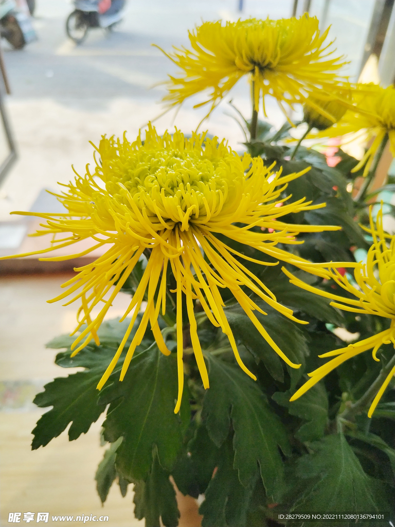 菊花