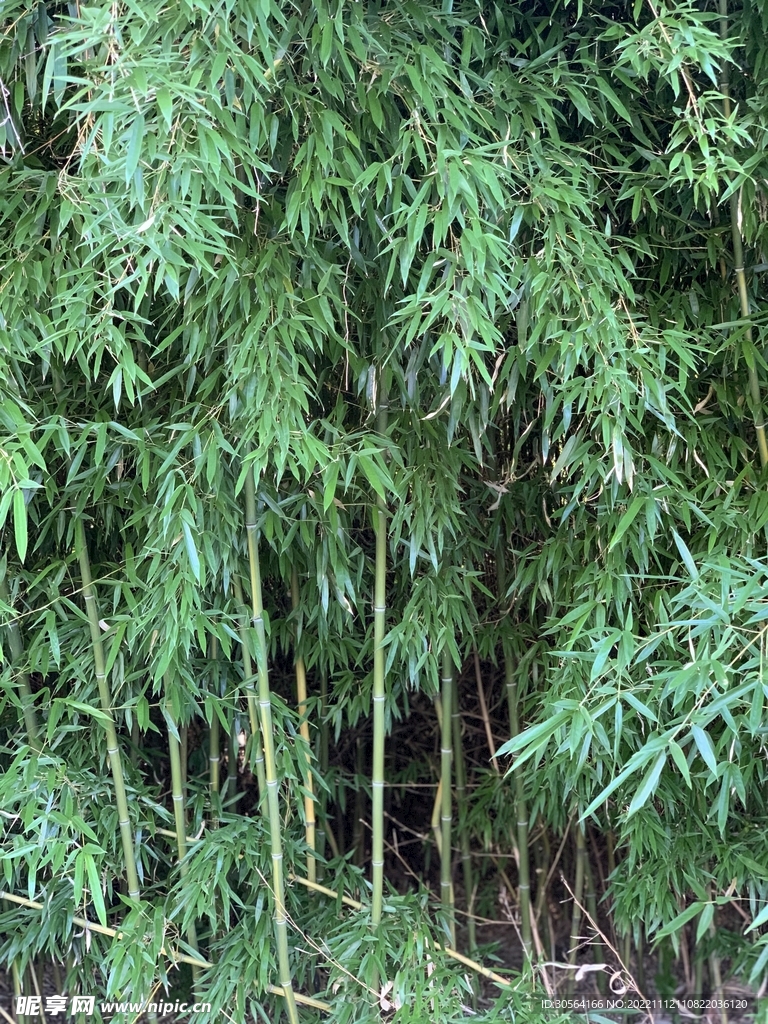竹林竹子