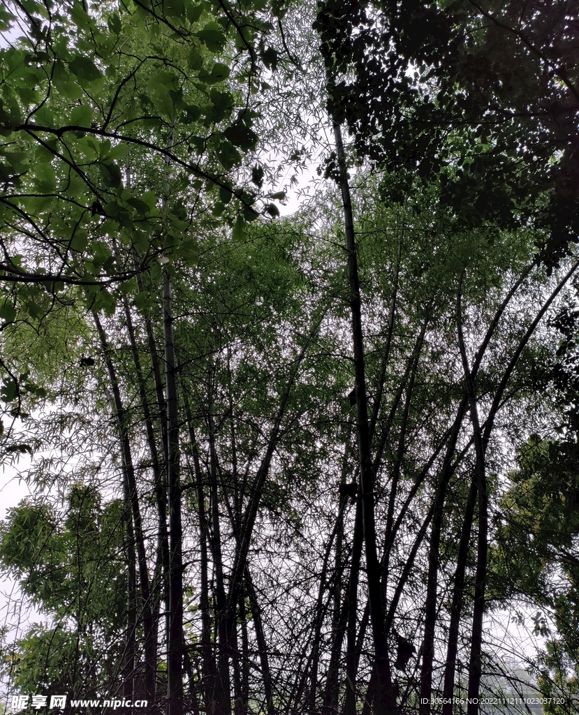 竹林竹子