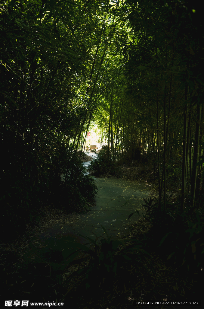 竹林竹园