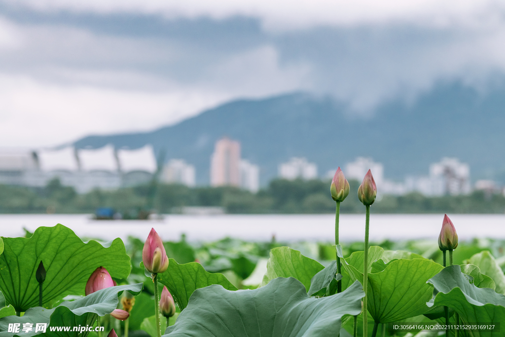 夏季荷叶荷花