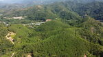 山