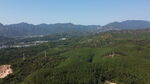 山
