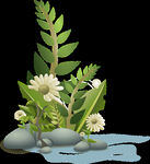 植物插画