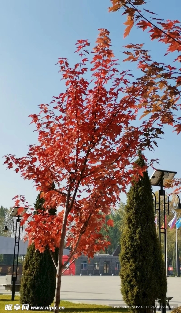 红枫