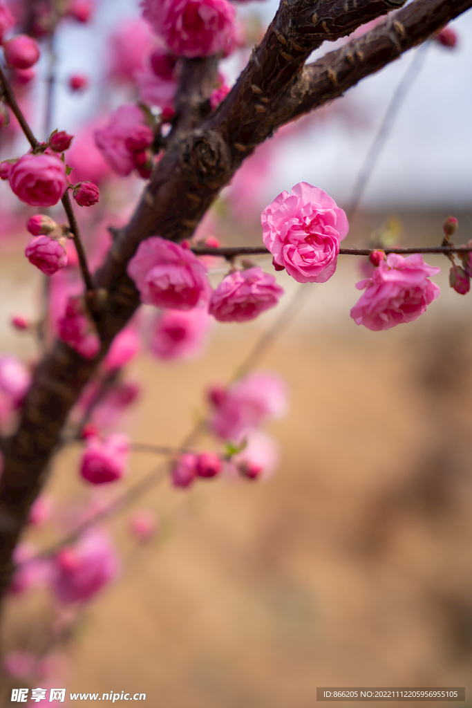 樱花