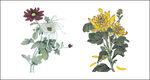 菊花水墨