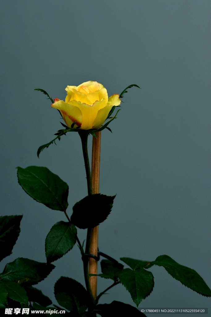 月季花