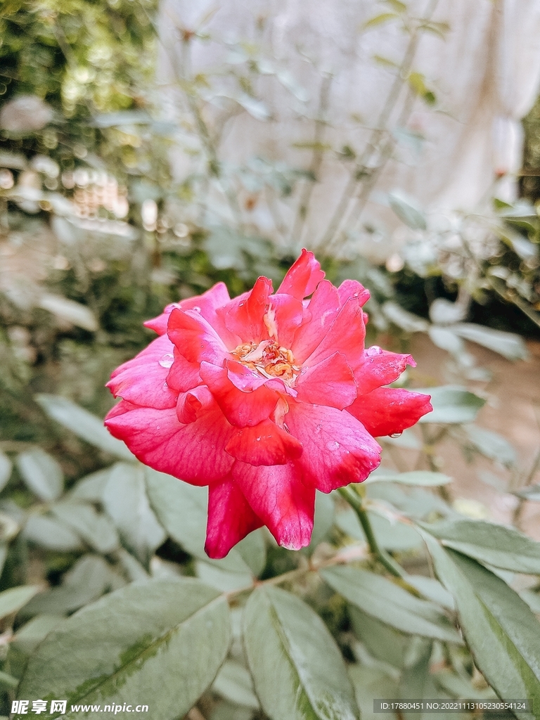 月季花
