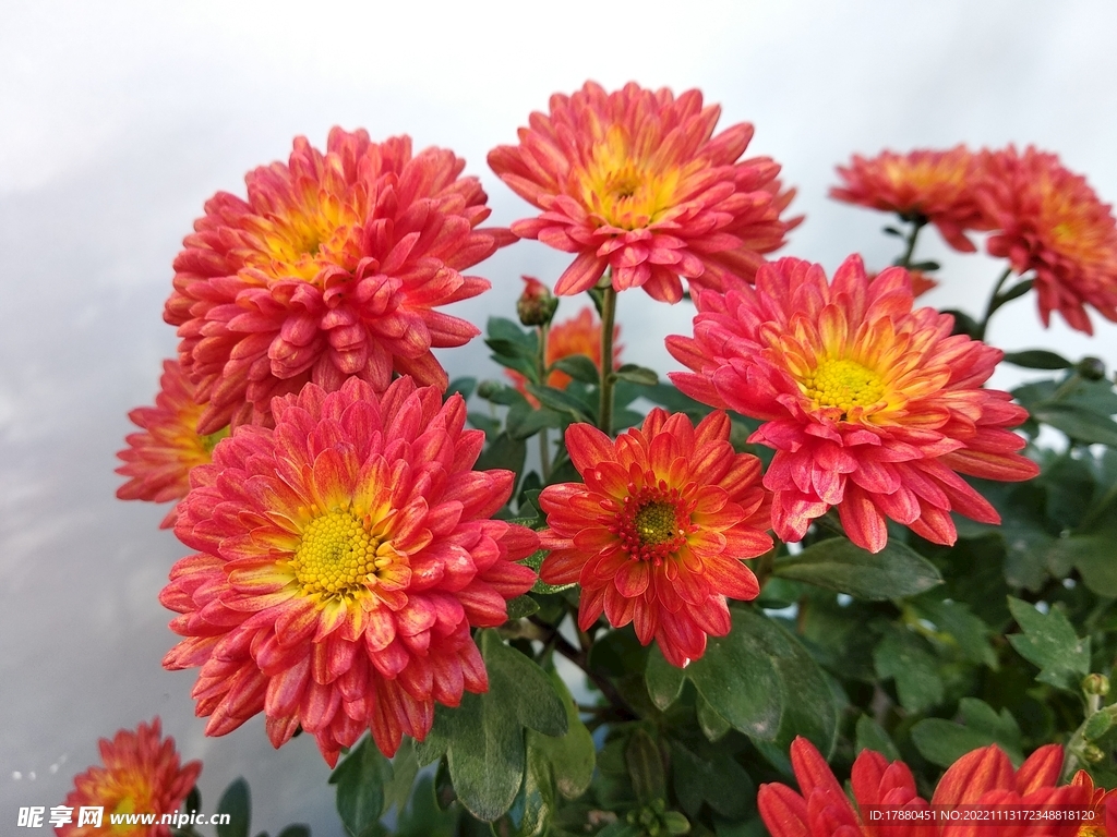 菊花