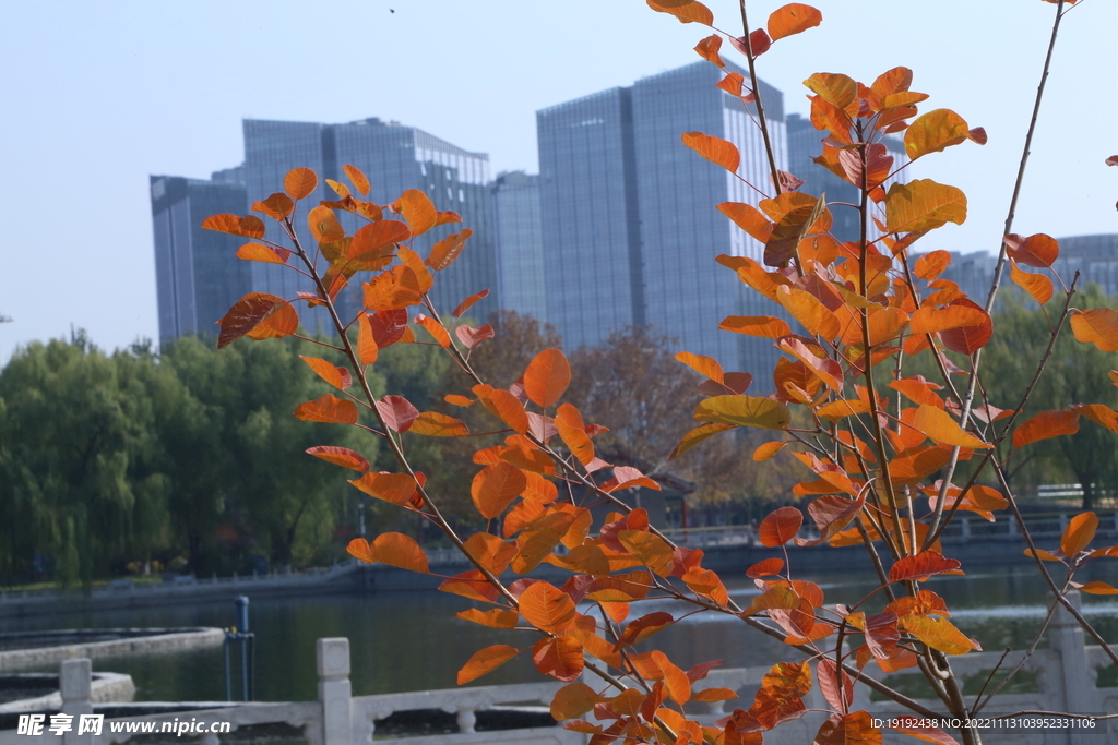 黄栌红叶 
