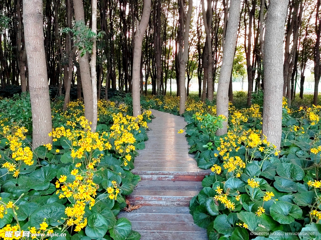 林间花丛小路