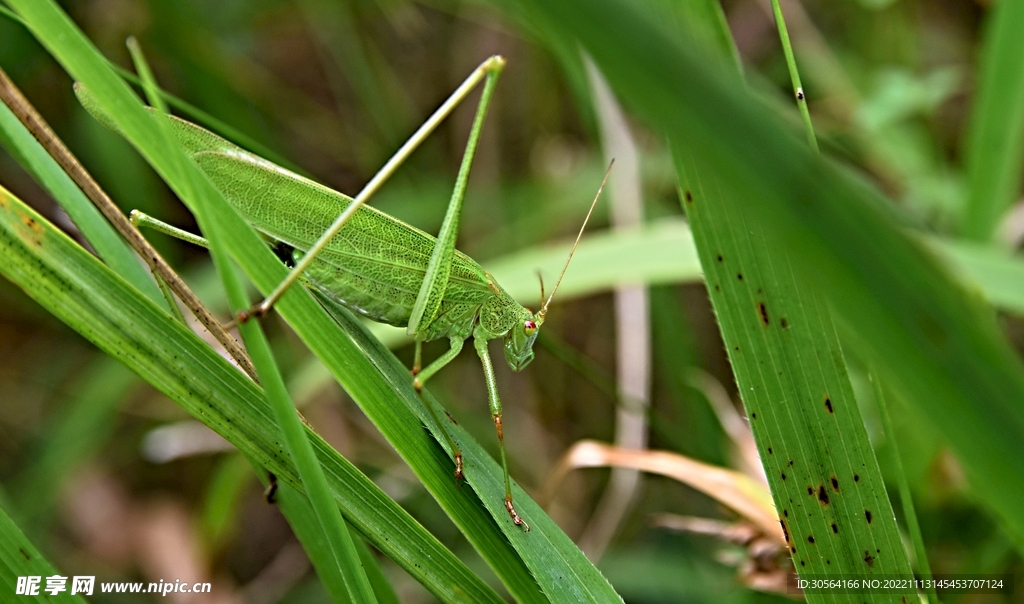 蚂蚱草蜢