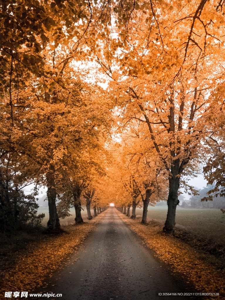 秋季树木道路