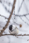 大雪海报