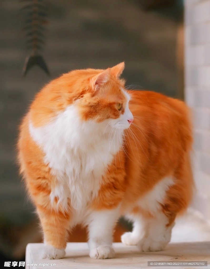 猫动物图片 
