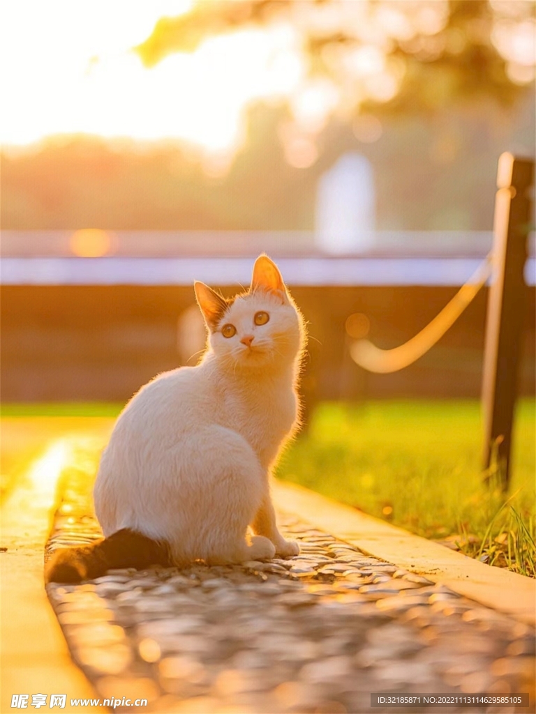 猫动物图片 