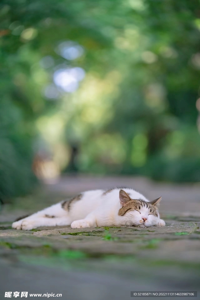 家猫动物图片 