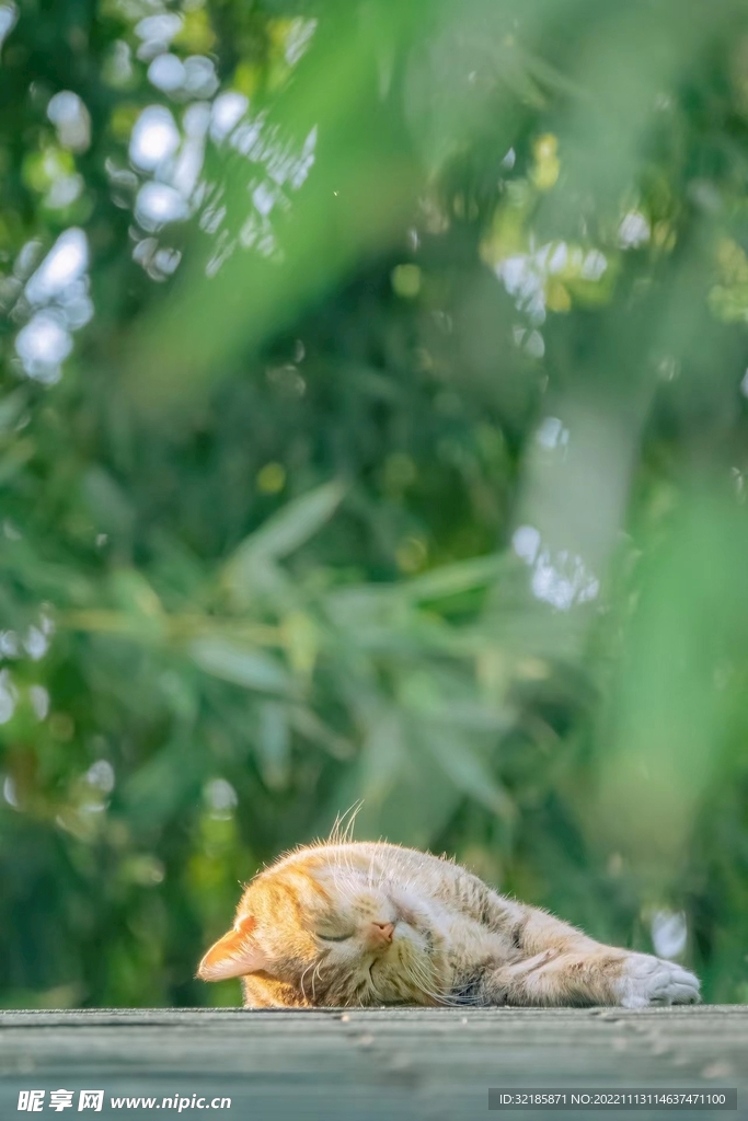 家猫动物图片 