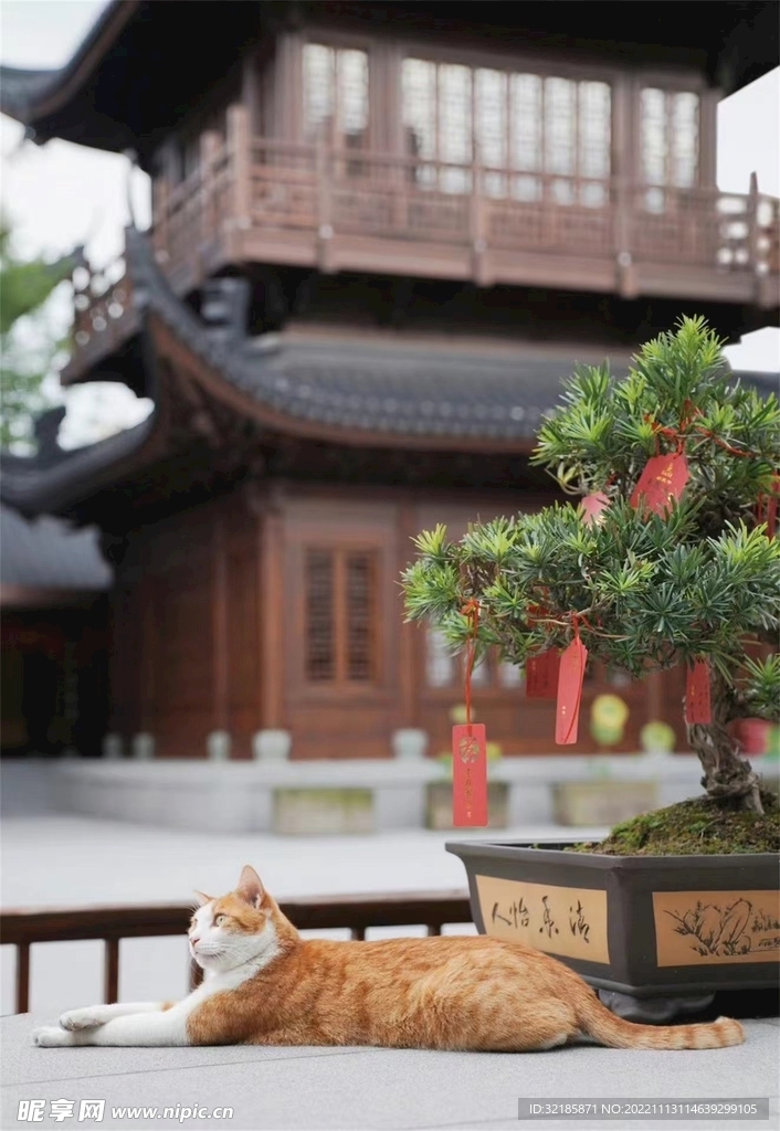 家猫动物图片 