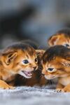 家猫动物图片 