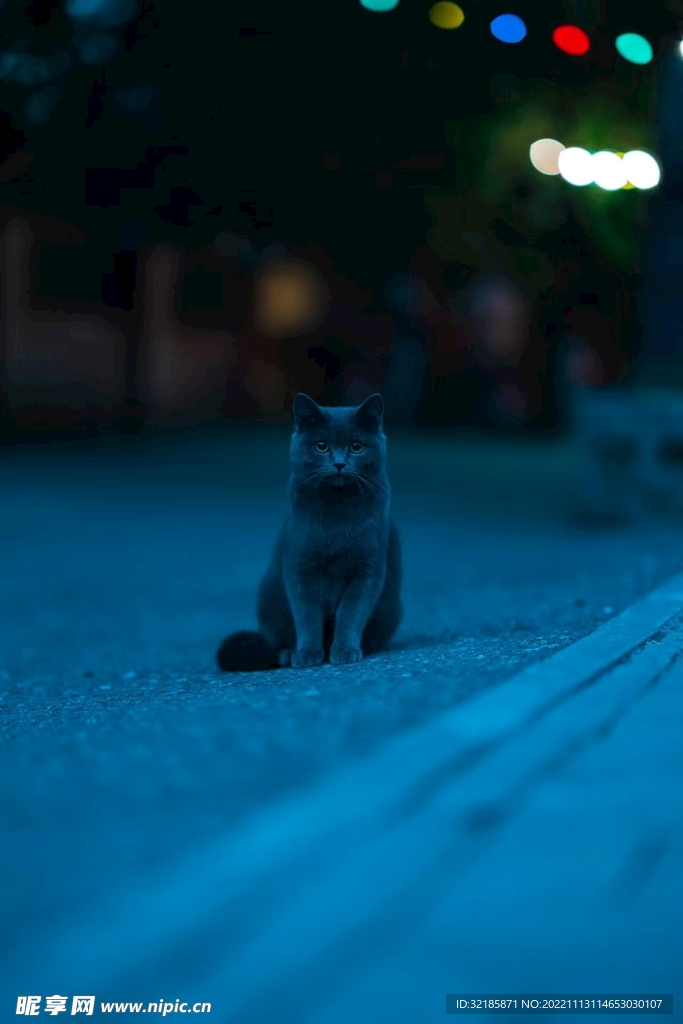 家猫动物图片 