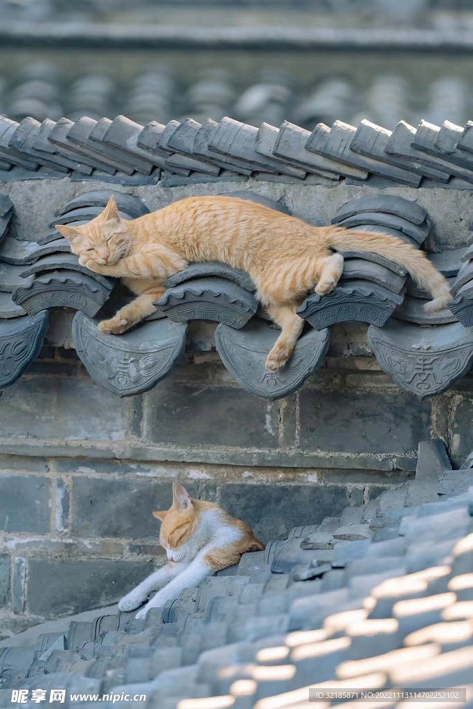 家猫动物图片 