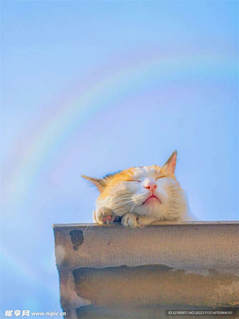 家猫动物图片 