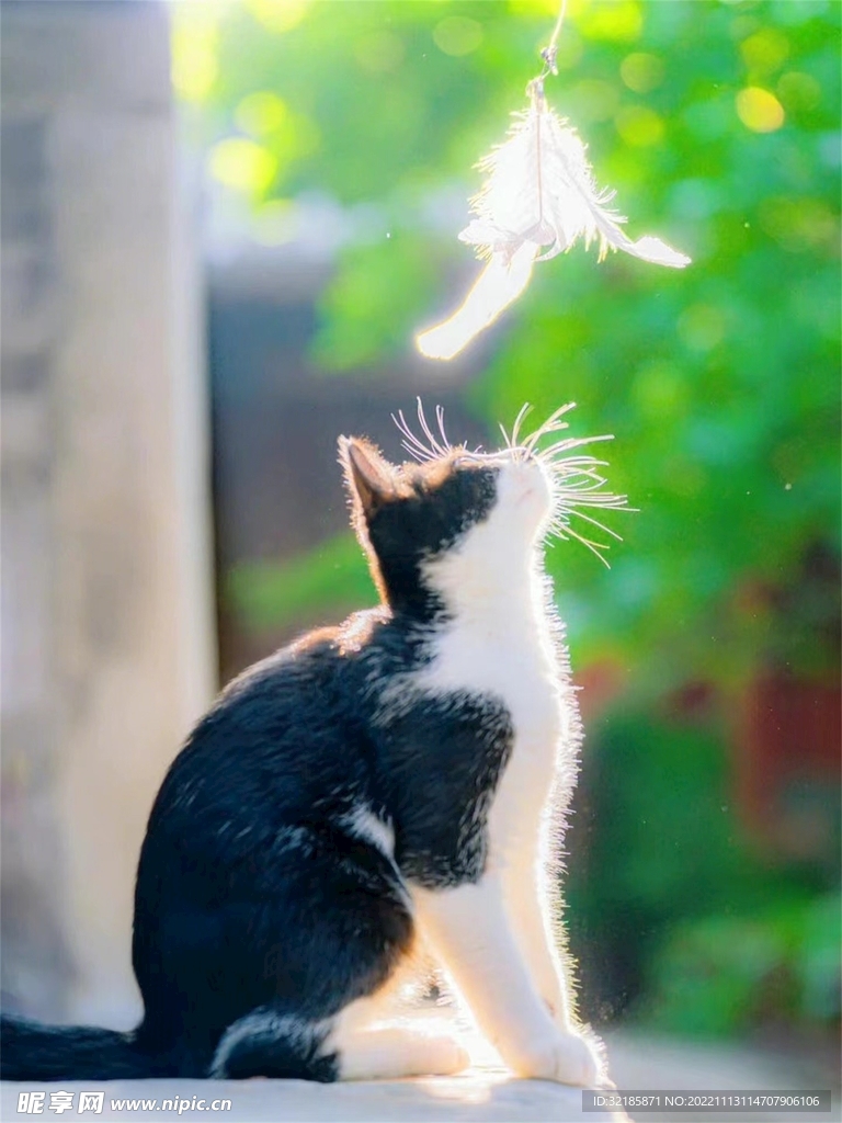 家猫动物图片 