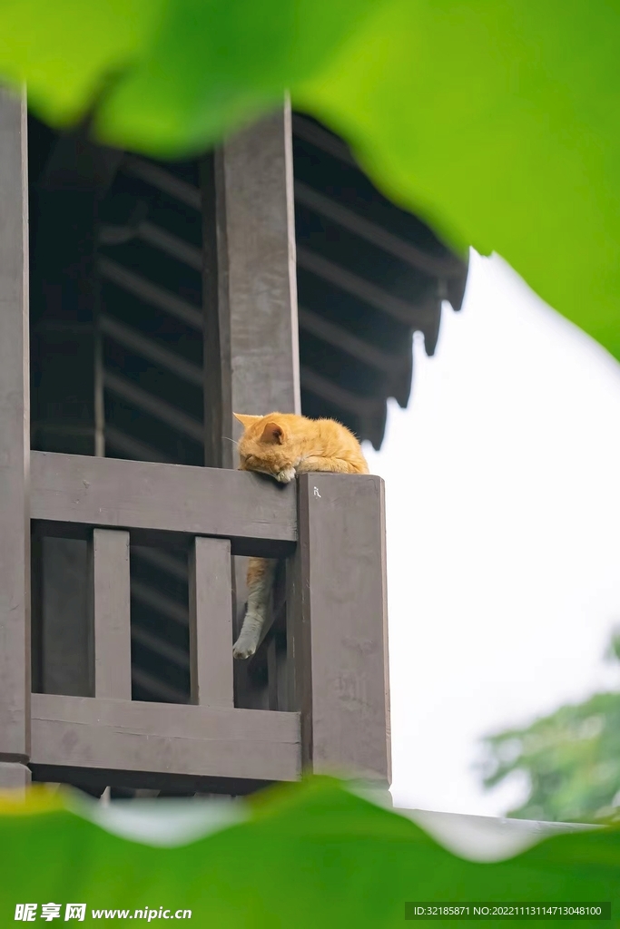 家猫猫动物图片 