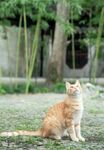 猫动物图片