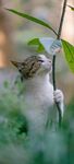 猫图片动物图片