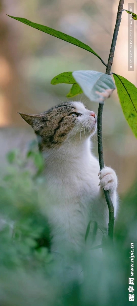 猫图片动物图片