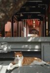 家猫动物图片 
