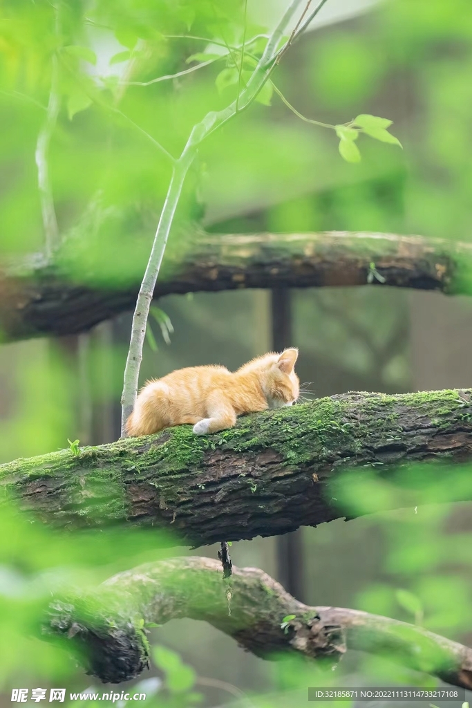 猫动物图片 