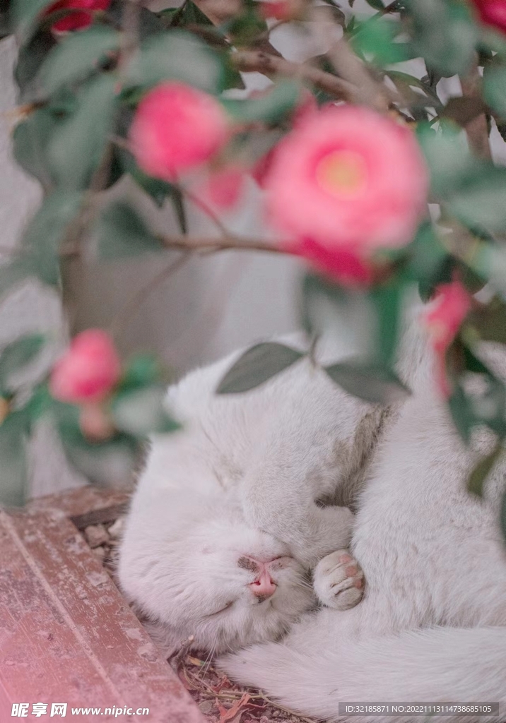 猫动物图片 